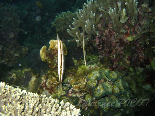 Poisson rasoir - Aeoliscus strigatus.JPG
